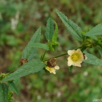Sida acuta Burm.f.